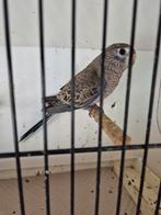 Bourkes, Dieren en Toebehoren, Vogels | Parkieten en Papegaaien, Geslacht onbekend, Parkiet