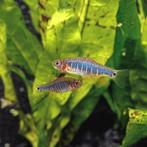 Emerald rasbora UITVERKOOP!!!, Vis, Zoetwatervis, Schoolvis