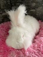 Engels angora konijn. Loop los in huis, Dieren en Toebehoren, Konijnen, Mannelijk, Groot, 0 tot 2 jaar