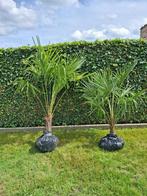 wintervaste palmbomen trachycarpus fortunei, Tuin en Terras, Planten | Bomen, Ophalen, Halfschaduw, Lente, 100 tot 250 cm