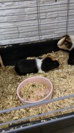 cavias en hok, Dieren en Toebehoren, Cavia, April, Vrouwelijk, Tam