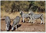 Postkaart zebra's beschreven, Wild dier, Verzenden
