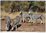 Postkaart zebra's beschreven, Verzamelen, Postkaarten | Dieren, Wild dier, Verzenden