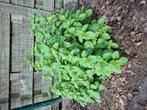Gratis munt, Tuin en Terras, Ophalen