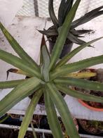 mooie agave, Tuin en Terras, Ophalen