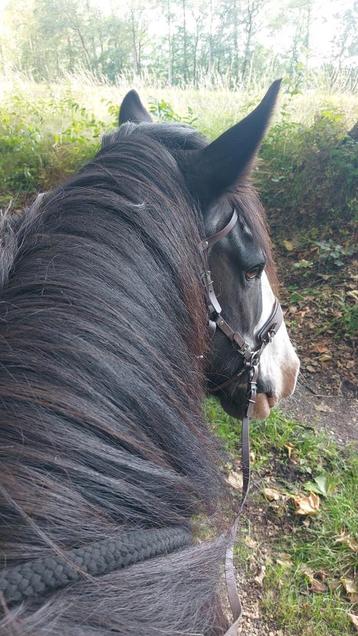 2 bijrijdpaarden of grote ponies gezocht beschikbaar voor biedingen