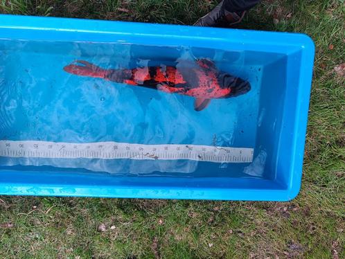 Japanse koi’s, Dieren en Toebehoren, Vissen | Vijvervissen, Karper of Koi