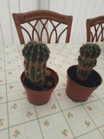 2 cactussen, Ophalen, Cactus