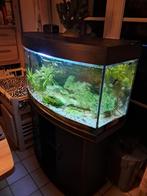 aquarium Juwel 180 l + pompe de filtration externe, Animaux & Accessoires, Enlèvement ou Envoi, Utilisé, Aquarium d'eau douce rempli