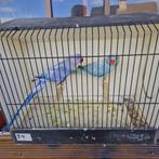 Halsband parkieten, Dieren en Toebehoren, Vogels | Parkieten en Papegaaien, Meerdere dieren, Parkiet, Geringd