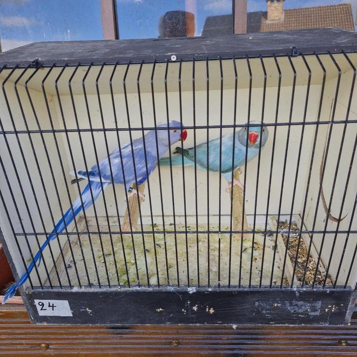 Halsband parkieten, Dieren en Toebehoren, Vogels | Parkieten en Papegaaien, Parkiet, Meerdere dieren, Geringd