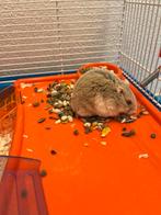 Dwerghamster + alle toebehoren, Hamster, Mâle, Domestique, Janvier