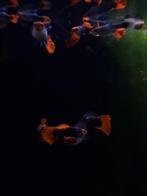 Red cap brazilian guppies, Vis, Zoetwatervis, Schoolvis