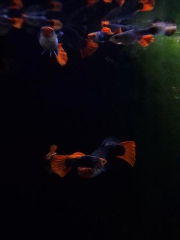 Red cap brazilian guppies  beschikbaar voor biedingen