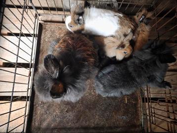 Hierbij verkoop ik een familie konijntjes beschikbaar voor biedingen