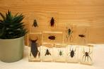 Taxidermie - Opgezette Insecten in epoxy, Verzamelen, Dierenverzamelingen, Ophalen of Verzenden, Gebruikt, Insect