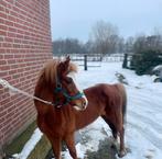 Pony, Animaux & Accessoires, Poneys, Jument, Poney B (1.17 m à 1.27 m), Vermifugé, 11 ans ou plus