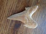 Fossile dent de requin, Fossile, Enlèvement ou Envoi