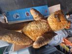 steiff beer, Verzamelen, Ophalen of Verzenden, Zo goed als nieuw, Stoffen beer, Steiff