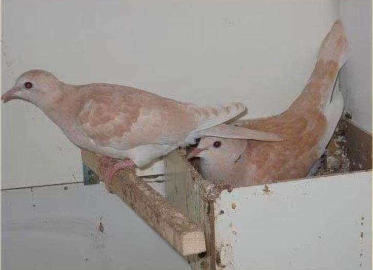 Mooie Lachduifjes, Dieren en Toebehoren, Vogels | Duiven, Tortelduif, Meerdere dieren