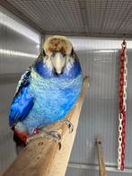 Blauwwang rosella, Dieren en Toebehoren