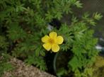 Potentille, jeune plante de +/-50 cm., Jardin & Terrasse, Enlèvement ou Envoi, Comme neuf