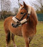 Super lieve 5 jarige ruin, Dieren en Toebehoren, Pony's, E pony (1.48m - 1.57m), Ruin, Zadelmak, 3 tot 6 jaar