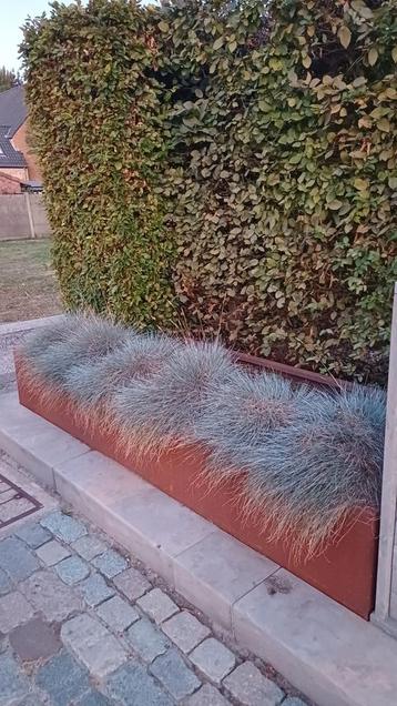 7  SIERGRASSEN  - ZILVERGRAS  beschikbaar voor biedingen