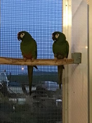 kweekkoppel ara maracana beschikbaar voor biedingen