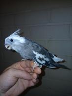 Handtamme valkparkiet witmasker man, Dieren en Toebehoren, Mannelijk, Parkiet, Geringd