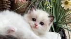 Fantastisch mooie Bi Color Ragdoll kitten uit home cattery, Kater, Gechipt, 0 tot 2 jaar
