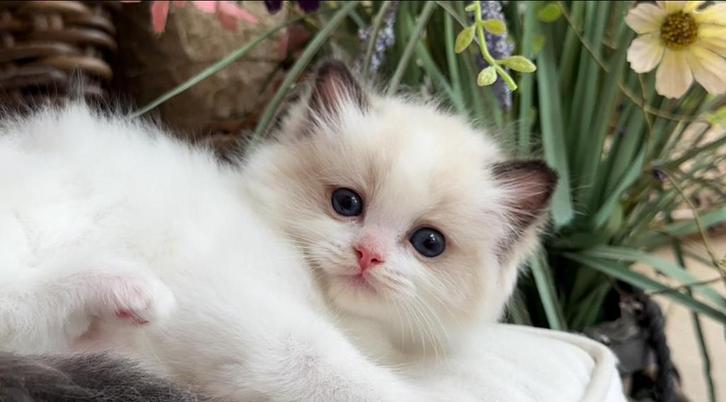 Fantastisch mooie Bi Color Ragdoll kitten uit home cattery, Dieren en Toebehoren, Katten en Kittens | Raskatten | Langhaar, Kater