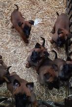 Mechelse herder pup, Dieren en Toebehoren, Honden | Herdershonden en Veedrijvers, België, Particulier, 8 tot 15 weken, CDV (hondenziekte)