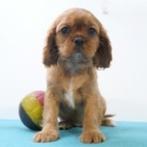 Cavalier King Charles - Belgische pups te koop, Dieren en Toebehoren, Honden | Chihuahua's en Gezelschapshonden, België, CDV (hondenziekte)