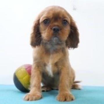 Cavalier King Charles - Belgische pups te koop beschikbaar voor biedingen