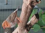 Zebravinken koppel mutatie, Dieren en Toebehoren