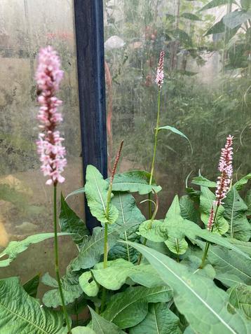 Persicaria amplexicaulis rosea beschikbaar voor biedingen