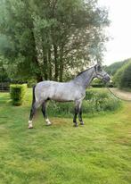 Eerlijke allround ruin voor de recreatieve ruiter, Dieren en Toebehoren, Met stamboom, Ruin, Niet van toepassing, 170 tot 175 cm