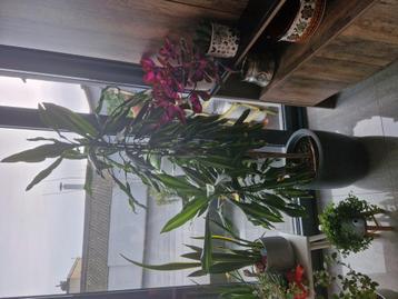Dracaena fragrans met pot 100€ beschikbaar voor biedingen