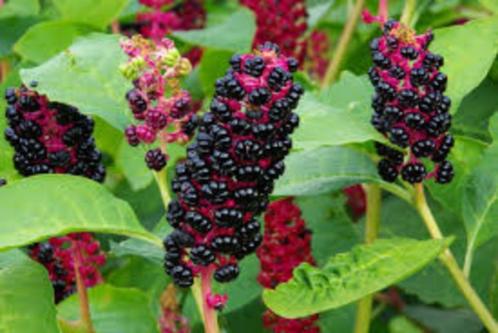 Karmozijnbes, Tuin en Terras, Planten | Struiken en Hagen, Struik, Overige soorten, 100 tot 250 cm, Ophalen