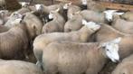 Mouton à vendre pour fêtes, Animaux & Accessoires, Mâle, Mouton, 0 à 2 ans