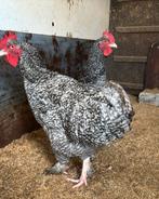 Coucous de Malines, Animaux & Accessoires, Volatiles