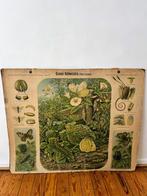 Oude schoolkaart - levenscyclus van een vlinder, Ophalen, Natuur en Biologie
