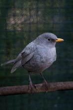 Merel kleurmutatie - grijs pastel 2025 man, Mâle, Oiseau chanteur sauvage, Bagué