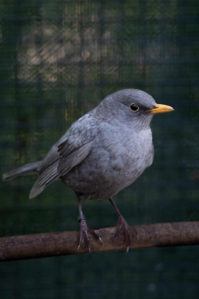 Merel kleurmutatie - grijs pastel 2025 man, Animaux & Accessoires, Oiseaux | Oiseaux Autre, Oiseau chanteur sauvage, Mâle, Bagué