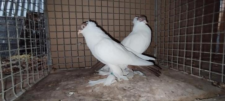 Franse pet in geel, rood en zwart in paar 2025, Dieren en Toebehoren, Vogels | Duiven
