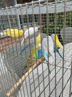 grasparkieten, Dieren en Toebehoren, Vogels | Parkieten en Papegaaien, Meerdere dieren, Parkiet