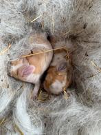 Tamme minilops met blauwe oogjes, Dieren en Toebehoren, December, Meerdere dieren, Overige typen, Tam