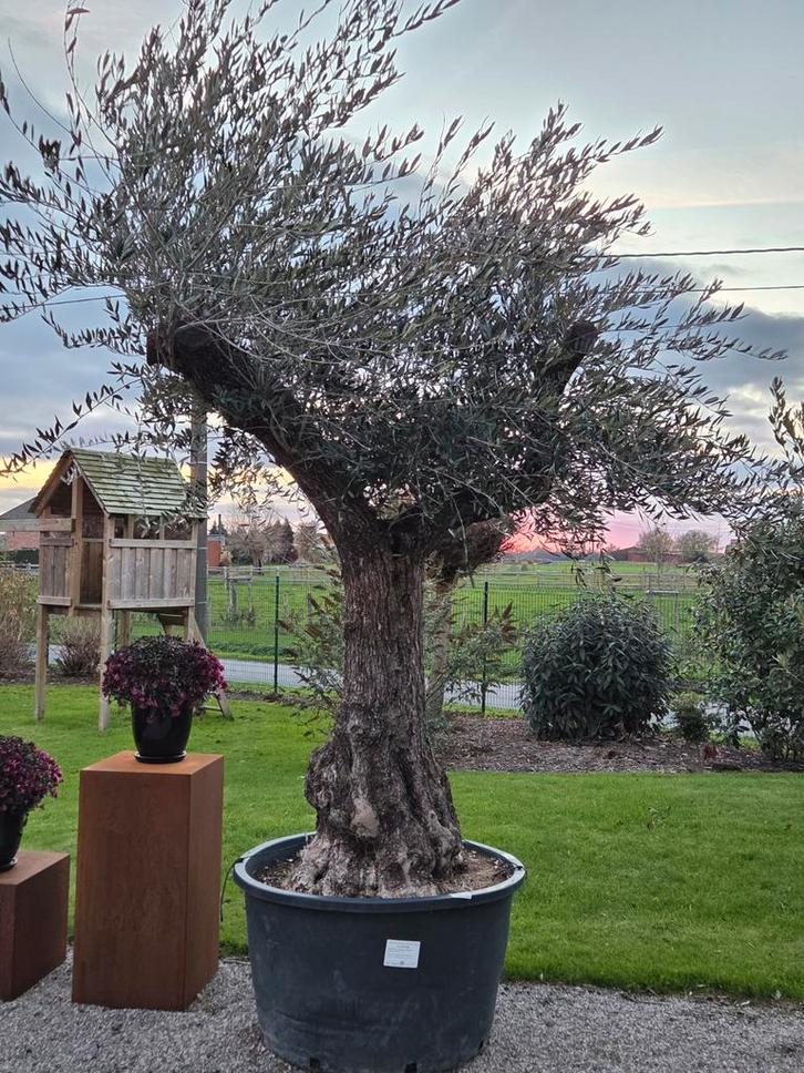 Olijfboom Olea Europaea - op voorraad, Tuin en Terras, Planten | Bomen, Olijfboom, Ophalen