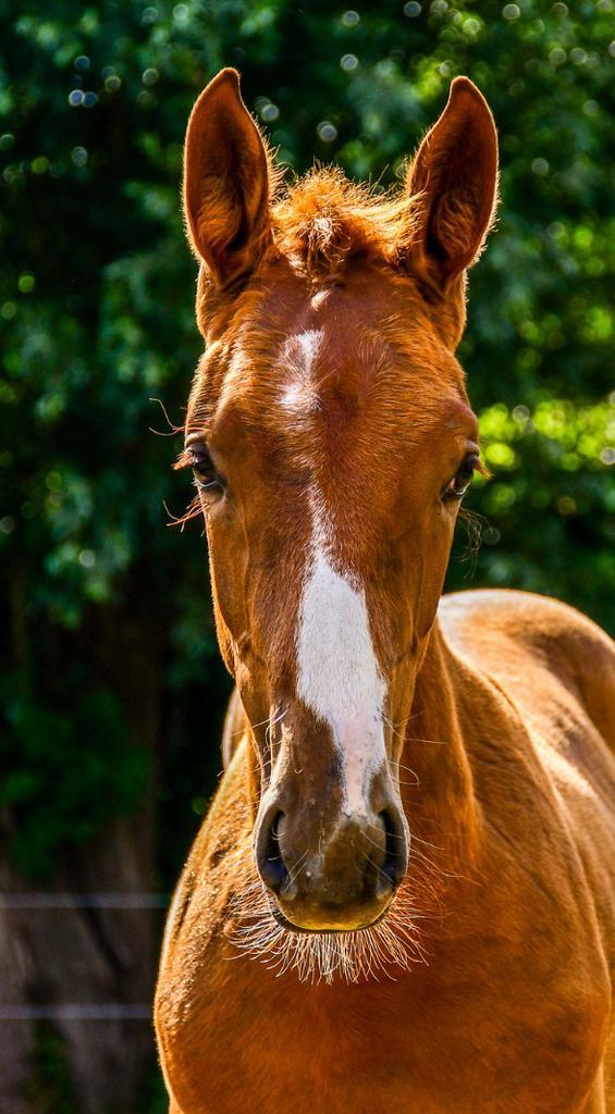 Hengsten veulen van Aganix du Seigneur, Dieren en Toebehoren, Paarden, Hengst, Niet van toepassing, 0 tot 2 jaar, Springpaard